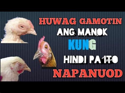 PINAKAMABISANG GAMOT SA SAKIT NG MANOK. Meron nga .